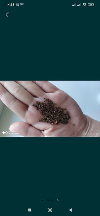 Продам семена цветов Сальвия