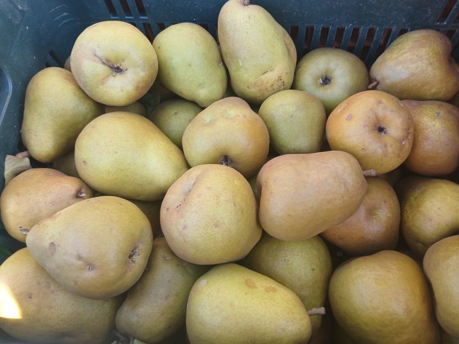 Pere de vanzare en- gros si en - detail