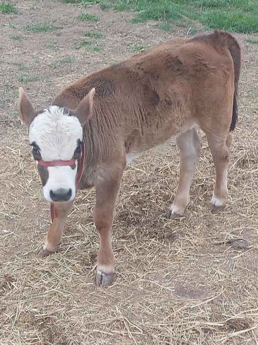 Бірінші тума Алатау