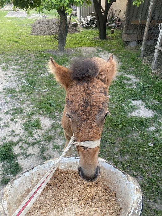 Ұрғашы Құлын салтылады