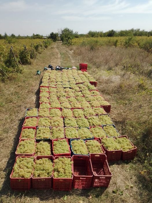 Vând struguri de vin avem următoarele soiuri; Feteasca regala, aligote, Reasling, Muscat ottonel, Muscat Hamburg, Merlot, struguri sunt aduse in lădiț