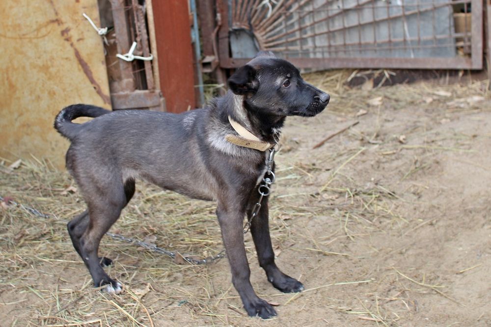 Отдам в добрые руки