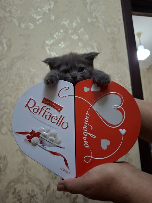 Отдам даром котенка