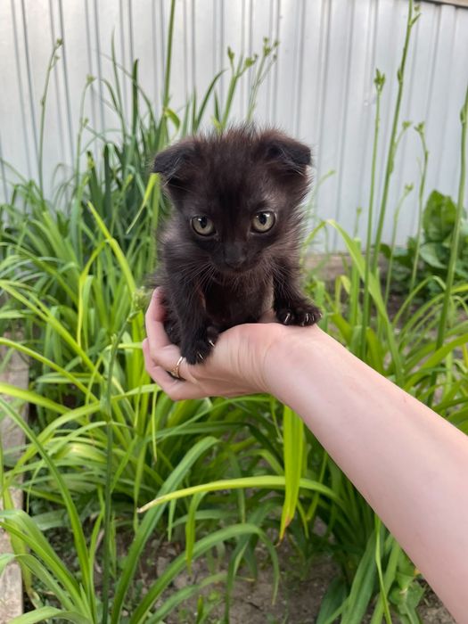 Отдам котят в добрые руки
