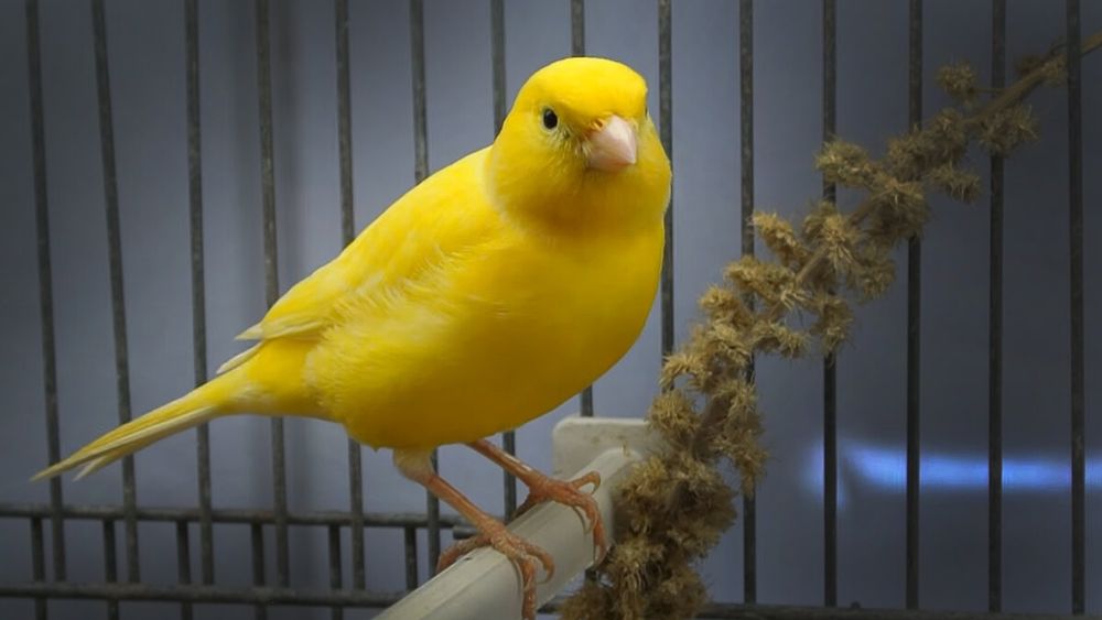 KANAREKA 2 yoshli  har xil ranglari bor tayori .