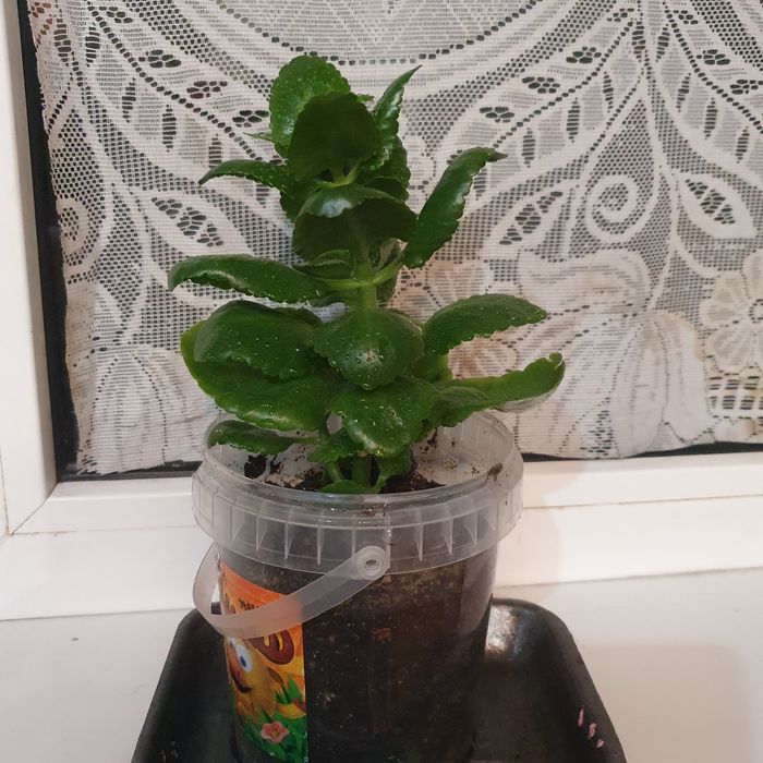 Продам Каланхоэ (цветы красные)