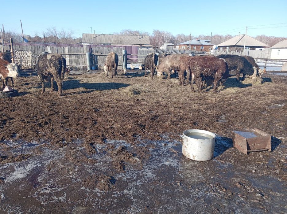 Продам Бычков   .