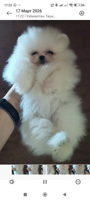 Щенки шпица.девочки