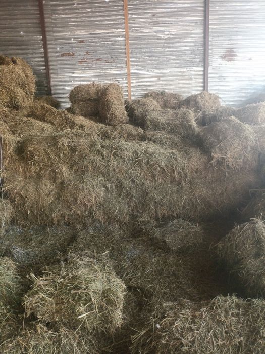 Сено  в тюках 1.500