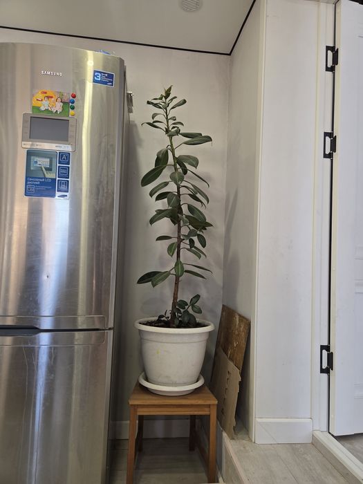 Фикус обыкновенный