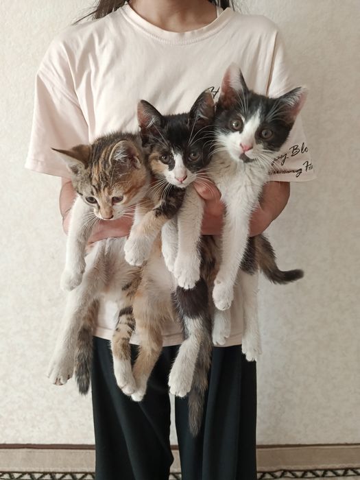 Котята в добрые руки