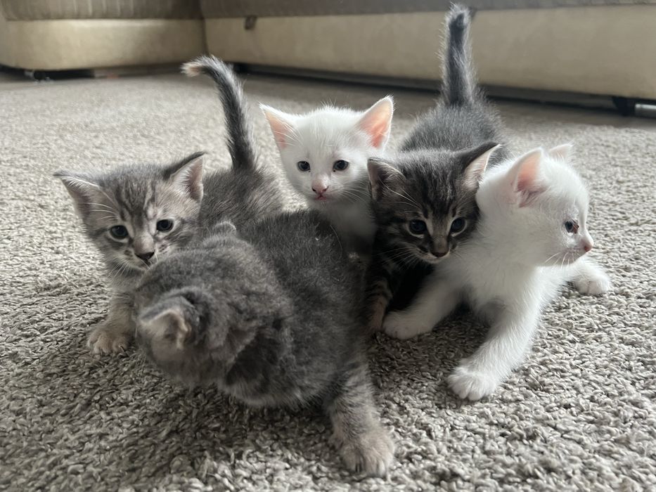 Отдам домашних котят бесплатно
