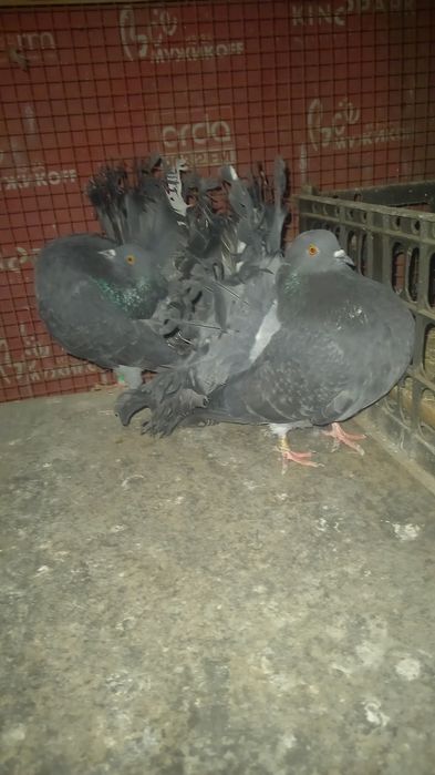 Голуби пара кептер павлины
