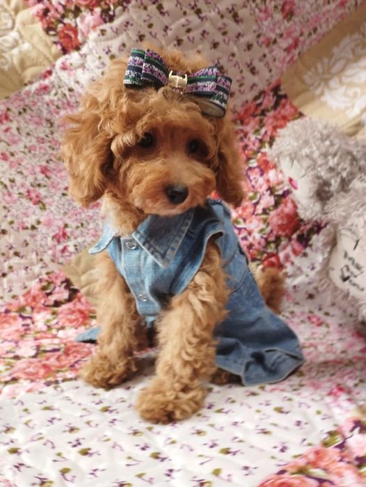 Щенки той пуделя