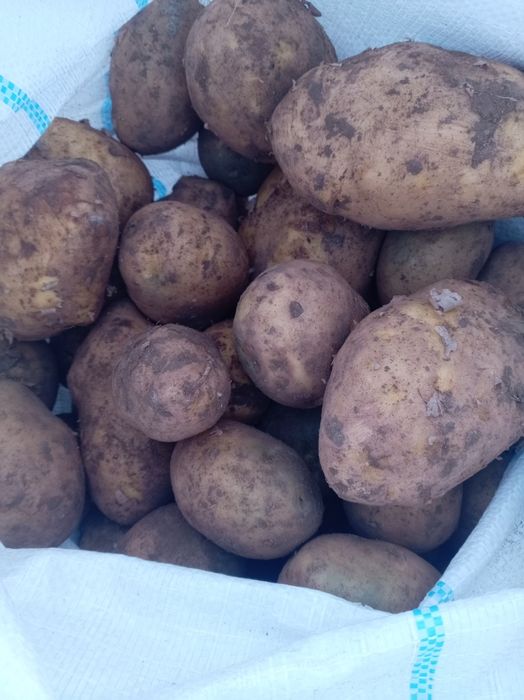Продам  Картошка  Гала