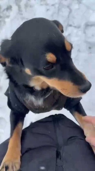 Собаке нужен дом! Срочно!