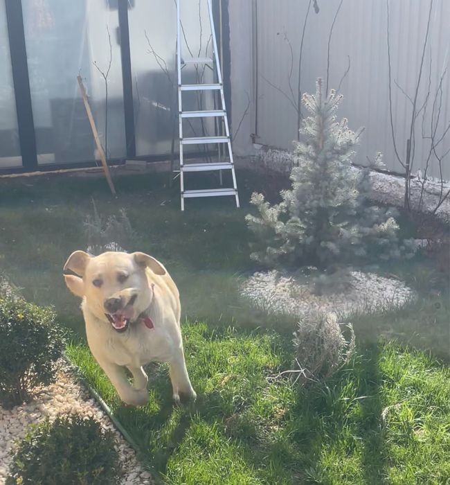 Лабрадор с документами