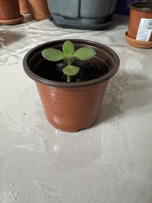 Продам денежное дерево