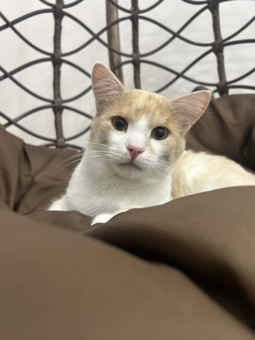 Кот котенок кошка
