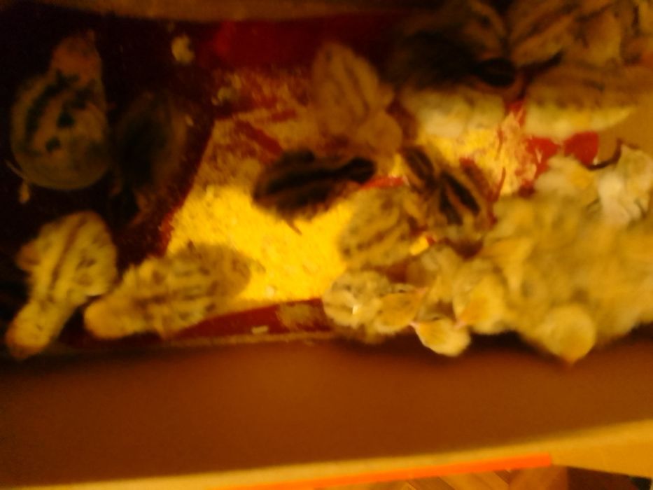 Pui de prepeliță ,prepelițe și ouă de prepeliță de vânzare