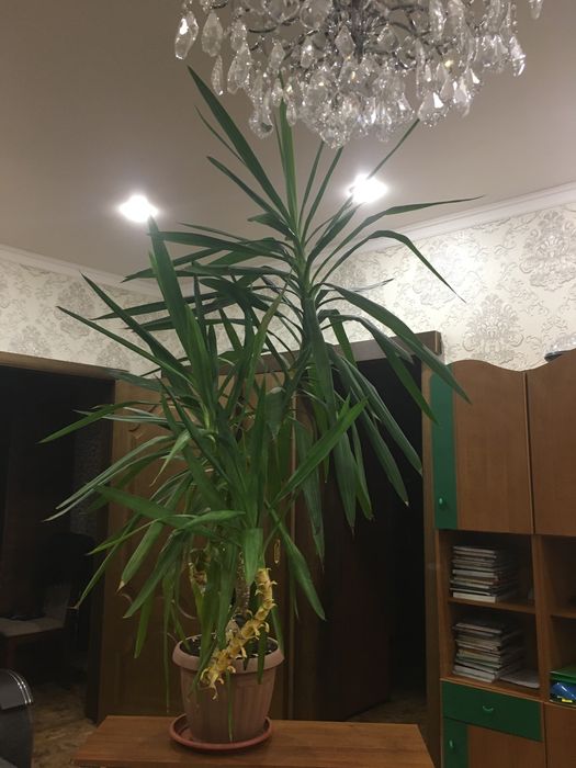 Продам комнатные цветы