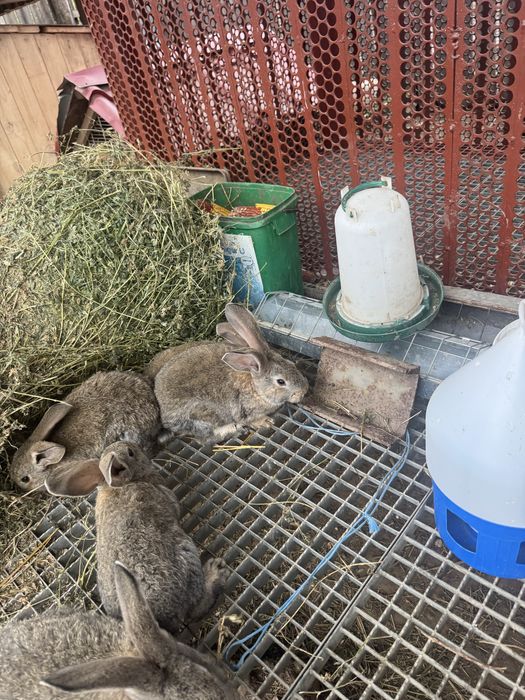 Vand iepurasi urias german 3 luni