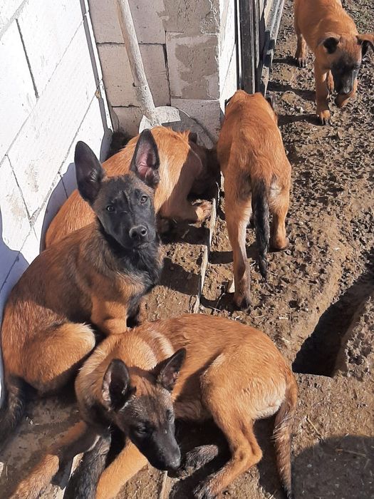 Vând ciobanesc belgian