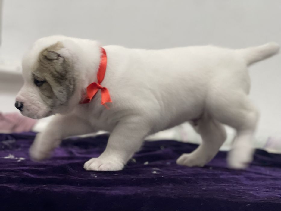 Продам супер кобелька алабай