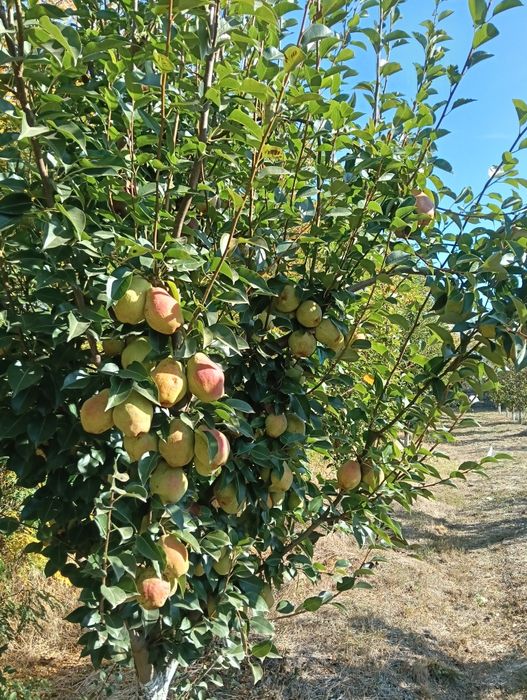 Pere aromate și zemoase