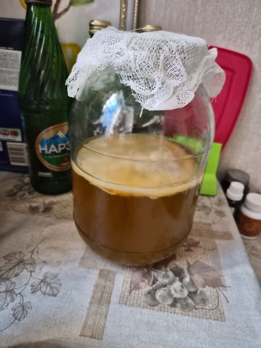 Чайный гриб камбуча