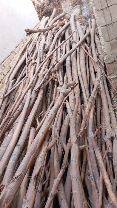 Tol tanasi bor oʻtin quruq   qishga yoqadigan