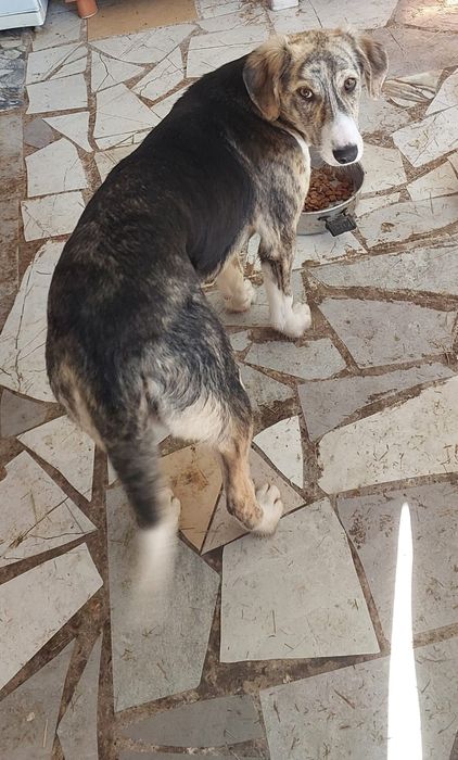 Собачки бесплатно, младше года