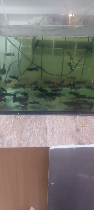 Молинезия. Растения Рыбки аквариумные.