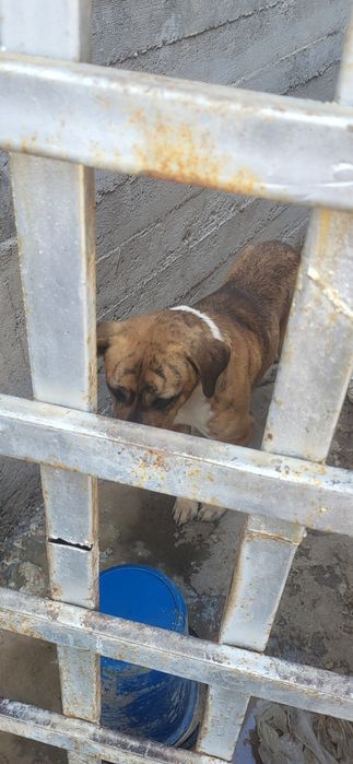 Ит аңға шығатын үйде тұр