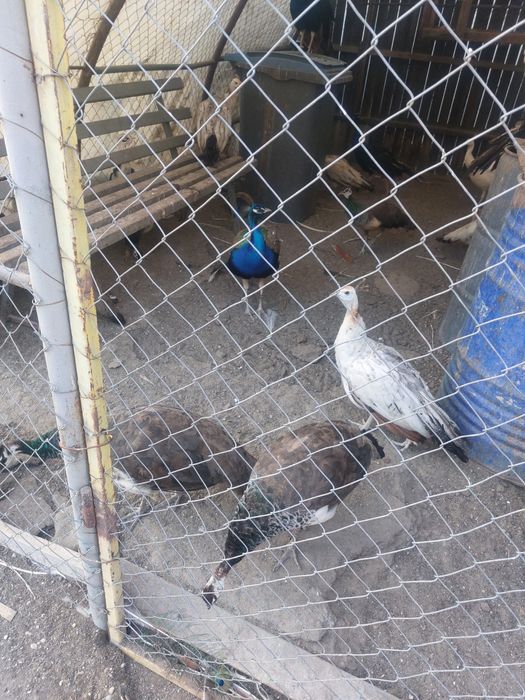 Vand pauni maturi si pui