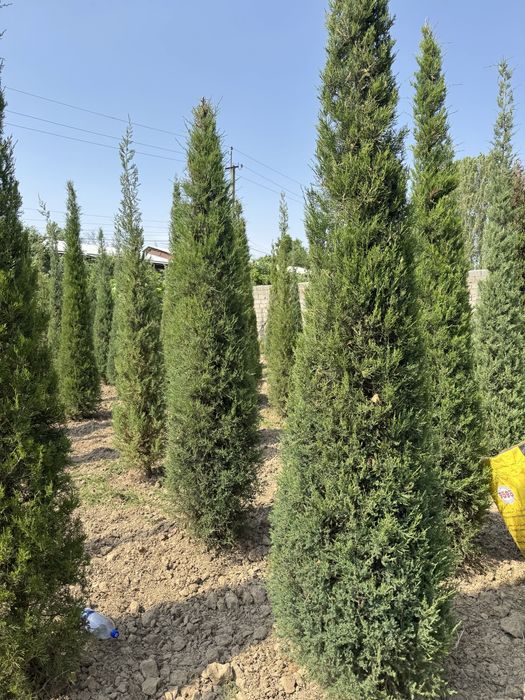 Majveniy archalarimiz sotiladi boyi 3.5m dan tanlab osela boladi