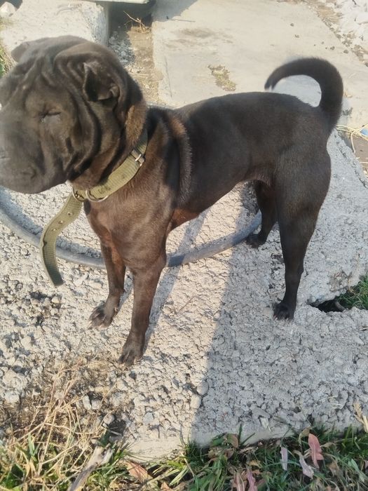 Отдам в добрые руки