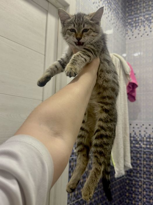 Очаровательные котята ищут любящий дом