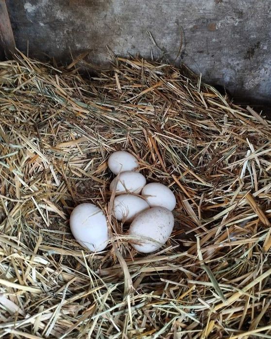 Ғоз ва Ўрдак тухумлари инкубатор учун