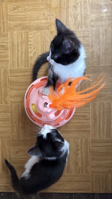 Котики очень умные! Возраст 2 месяца.