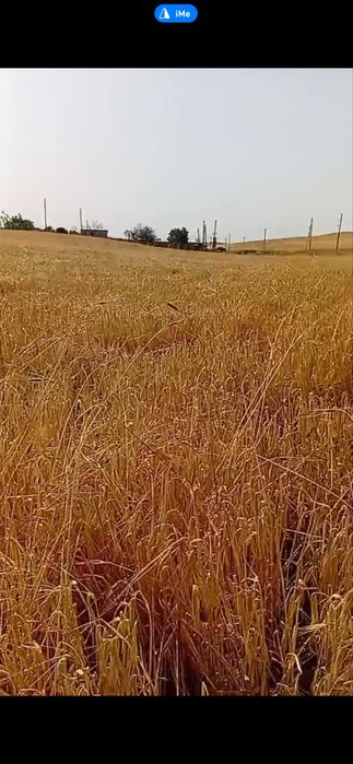 Oq arpa optom sklad novot rang arpa optom toğri daladan 350 tonna bor