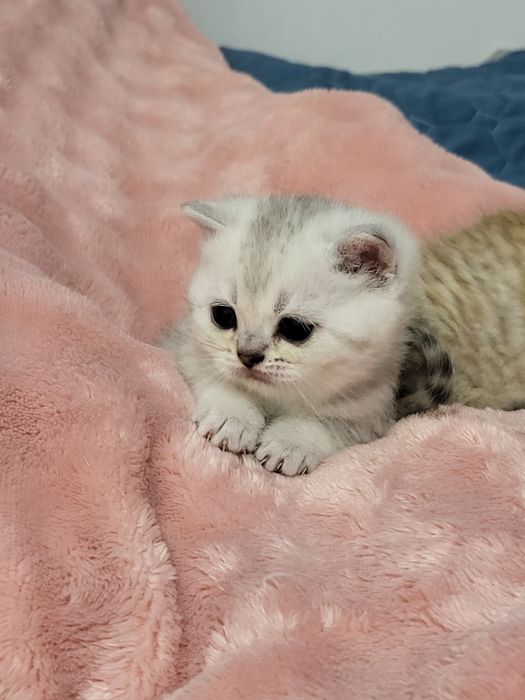 Шиншилла бринтанская