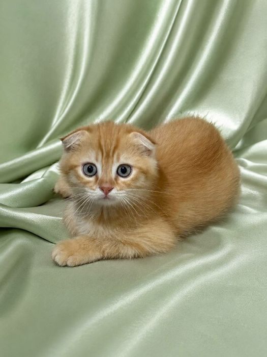 Зотли мушукчалар Породистые котята