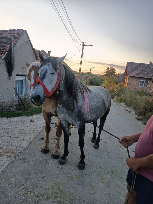 De vânzare iapa de