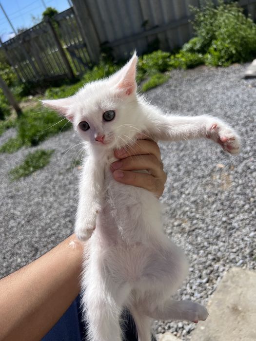 Отдаем котят в добрые руки  (девушка)