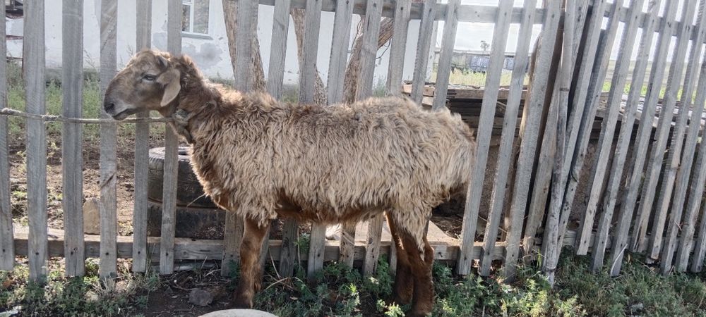 Марқа туша адреске дейін