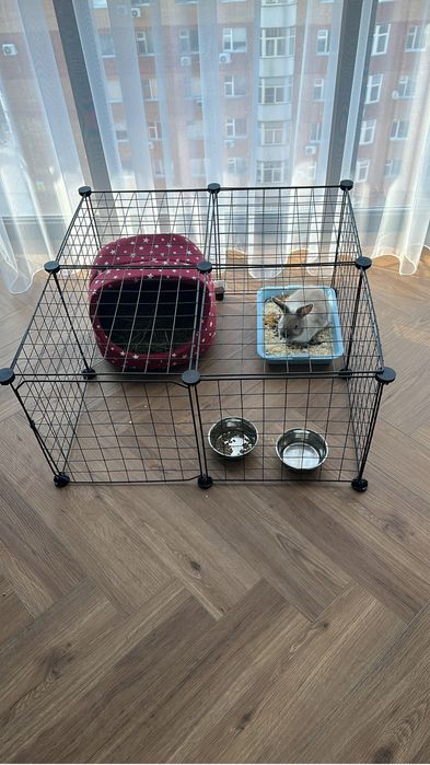 Продам декоративного кролика