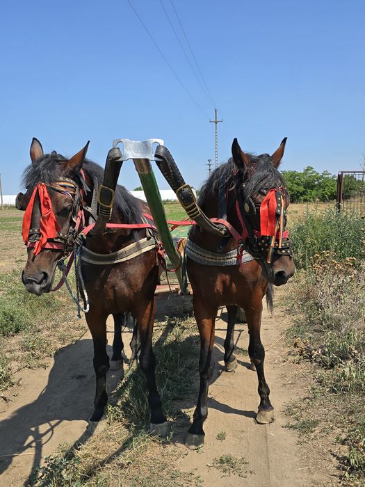 De vânzare iapă de 2 ani