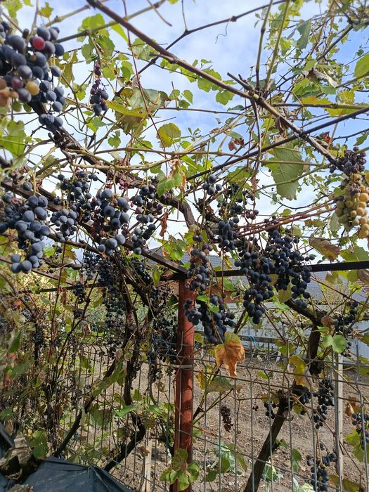 De vânzare struguri pentru vin