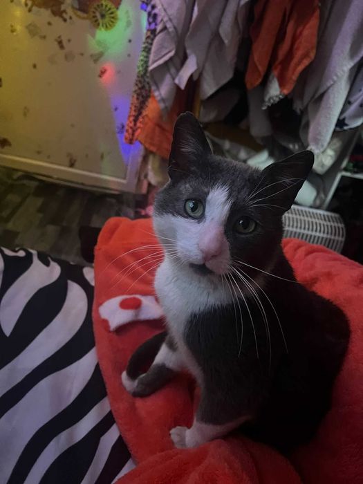 Adoptie motan Grinisor